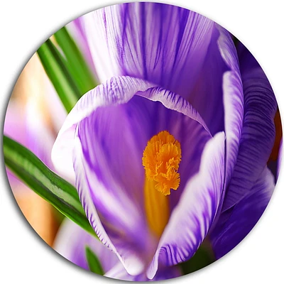 Design Art Blooming Crocus Flower' Ultra Glossy Floral Metal Circle Wall Art