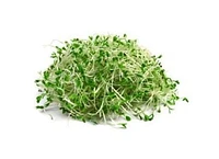 Alfalfa Sprouts, Sprouts