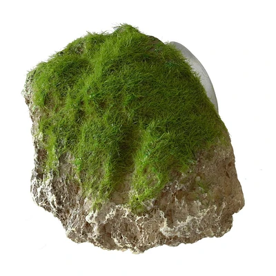 Aqua Della Moss Stone with Suction Cup - Small