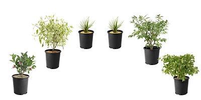 1 Gallon (3.8L) Fall Garden Shrub 6 Pack