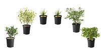 1 Gallon (3.8L) Fall Garden Shrub 6 Pack