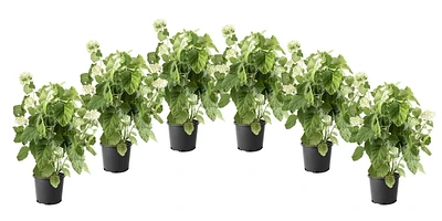 1 Gallon (3.8L) Annabelle Hydrangea Shrub 6 Pack