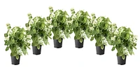 1 Gallon (3.8L) Annabelle Hydrangea Shrub 6 Pack