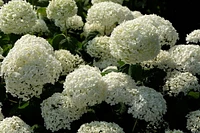 1 Gallon (3.8L) Annabelle Hydrangea Shrub 6 Pack