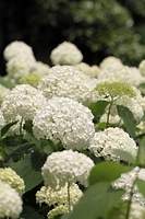 1 Gallon (3.8L) Annabelle Hydrangea Shrub 6 Pack