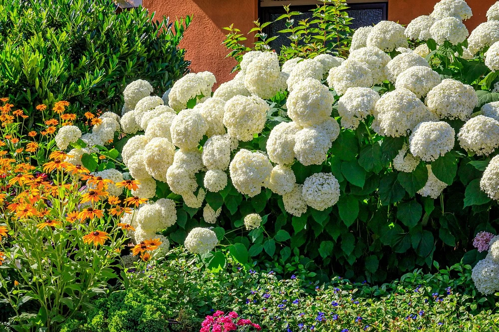 1 Gallon (3.8L) Annabelle Hydrangea Shrub 6 Pack