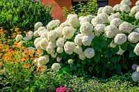 1 Gallon (3.8L) Annabelle Hydrangea Shrub 6 Pack