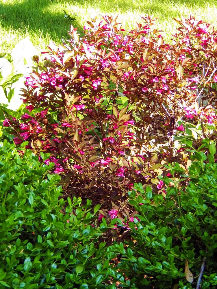 1 Gallon (3.8L) Victoria Weigela Shrub 6 Pack