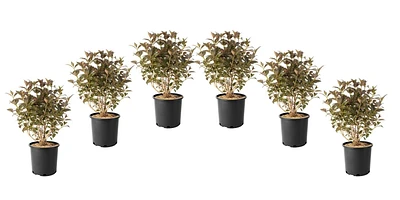 1 Gallon (3.8L) Victoria Weigela Shrub 6 Pack