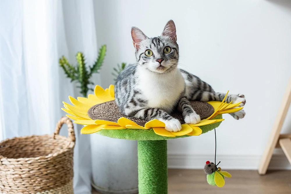 Catry Sunflower griffoir et lit pour chat avec jouet
