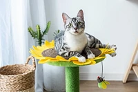 Catry Sunflower griffoir et lit pour chat avec jouet