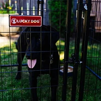 Lucky Dog ® STAY Series™ Studio 4ft x 4ft x 4’4in Jr. Kennel, Steel Grey