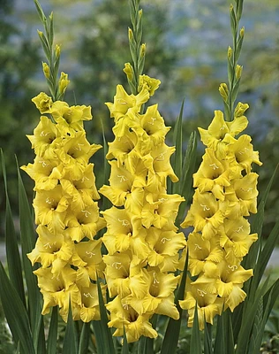 Gladiolus Nova Lux