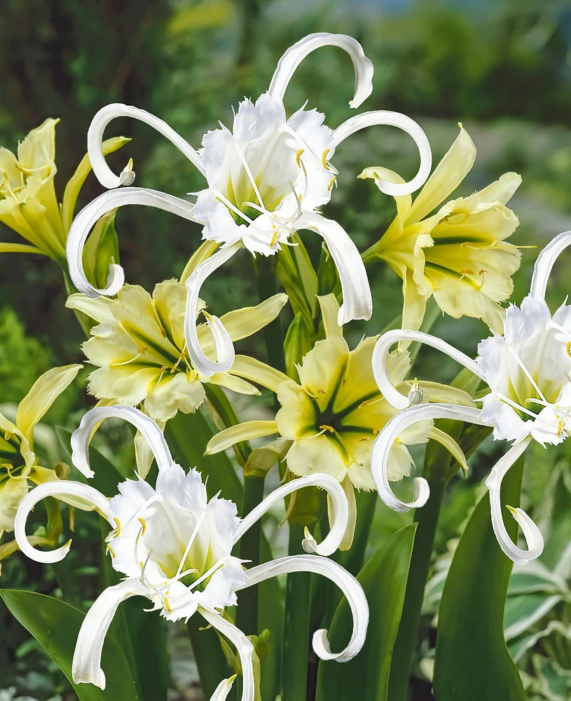 Hymenocallis  Festalis & Sulphur Queen