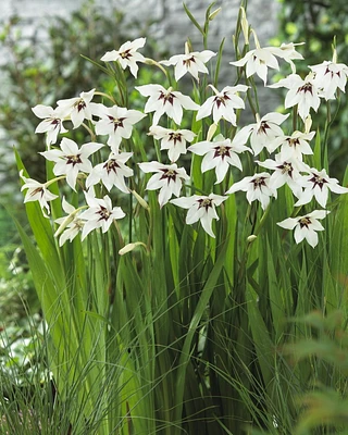 Gladiolus Murielae