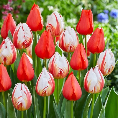 TASC Flower Bulbs - Tulip Triumph-Happy Generation & Ile de France (16 Bulbs), Great cut flowers