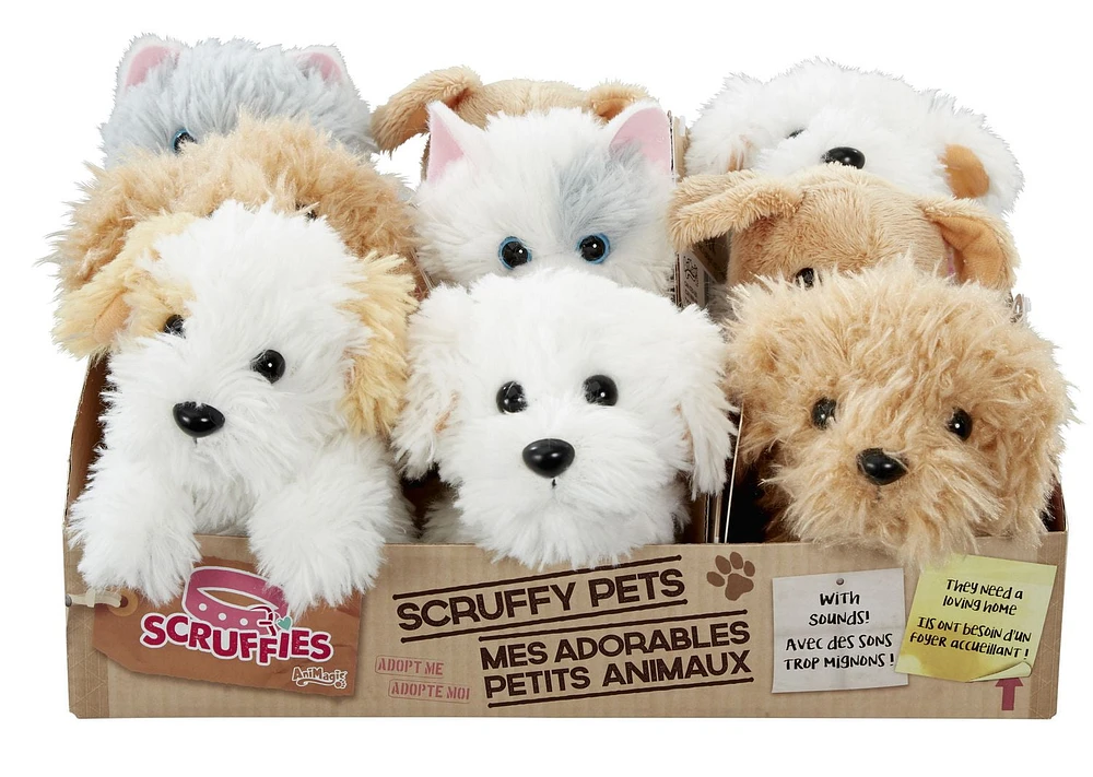 Scruffies Scruffy Animaux Chiot Cody