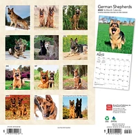 German Shepherds 2023 Square