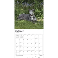 BrownTrout Greyhounds 2024 12x24 Inch Square Wall Calendar, 9781975463021