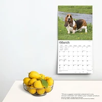 BrownTrout Basset Hounds 2024 12x24 Inch Square Wall Calendar, 9781975457839