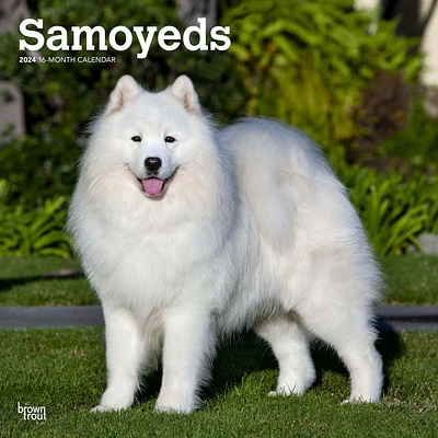 BrownTrout Samoyeds 2024 12x24 Inch Square Wall Calendar, 9781975464868