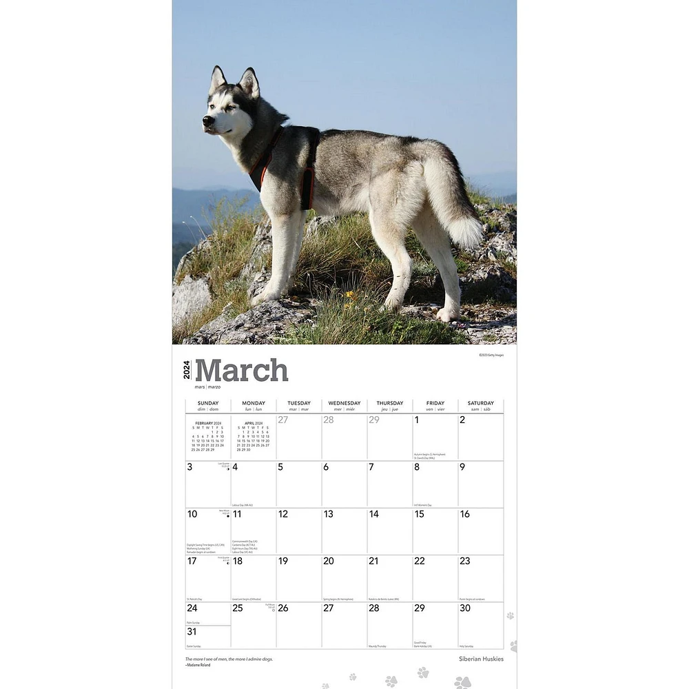 BrownTrout Siberian Huskies 2024 12x24 Inch Square Wall Calendar, 9781975465063