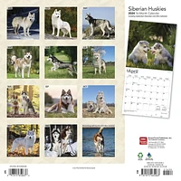 BrownTrout Siberian Huskies 2024 12x24 Inch Square Wall Calendar, 9781975465063