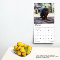 BrownTrout Chocolate Labrador Retriever Puppies 2024 12x24 Inch Square Wall Calendar, 9781975463564