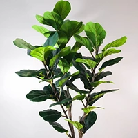 Figuier à feuilles de violon en pot, 1 tige