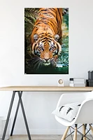 Tigre - Eau
