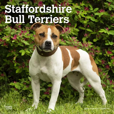 BrownTrout Staffordshire Bull Terriers 2024 12x24 Inch Square Wall Calendar, 9781975465193