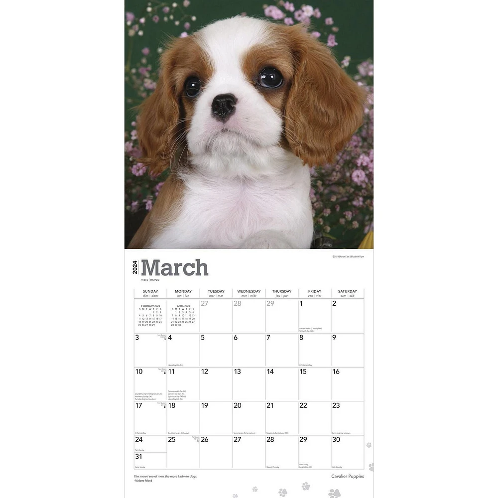 BrownTrout Cavalier King Charles Spaniel Puppies 2024 12x24 Inch Square Wall Calendar, 9781975462246