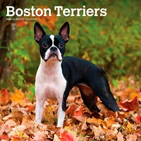 Boston Terriers | 2023 12x24 Inch Square Wall Calendar