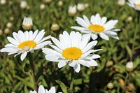 1 Gallon (3.8L) Sun Mix 6 Pack