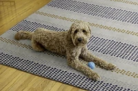 Tapis d'extérieur lavable Delray ivoire & bleu 5 pi x7 pi
