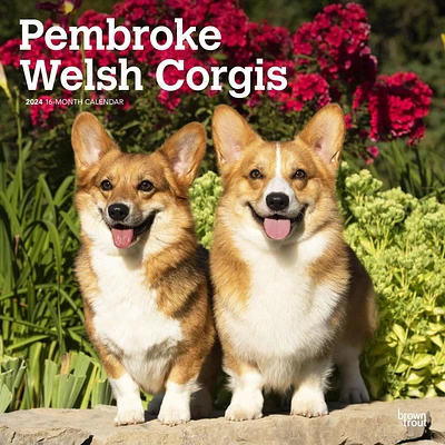 BrownTrout Pembroke Welsh Corgis 2024 12x24 Inch Square Wall Calendar, 9781975465667