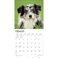 BrownTrout Australian Shepherds 2024 12x24 Inch Square Wall Calendar, 9781975457747