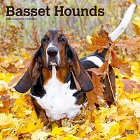 BrownTrout Basset Hounds 2024 12x24 Inch Square Wall Calendar, 9781975457839