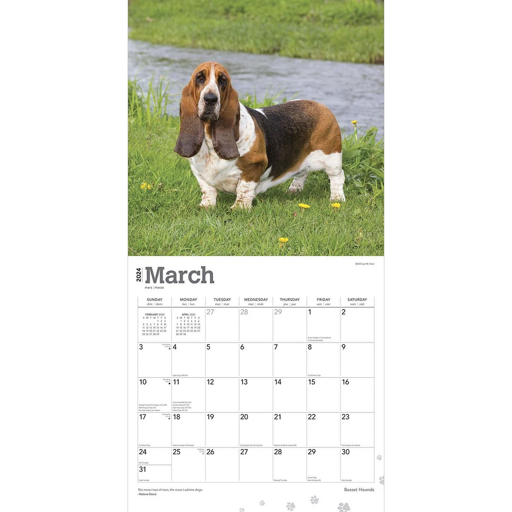 BrownTrout Basset Hounds 2024 12x24 Inch Square Wall Calendar, 9781975457839