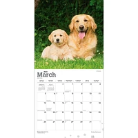 Golden Retrievers | 2023 12x24 Inch Square Wall Calendar