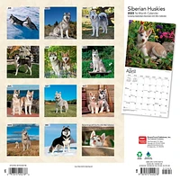 Siberian Huskies 2023 Square