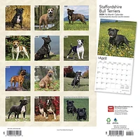 BrownTrout Staffordshire Bull Terriers 2024 12x24 Inch Square Wall Calendar, 9781975465193