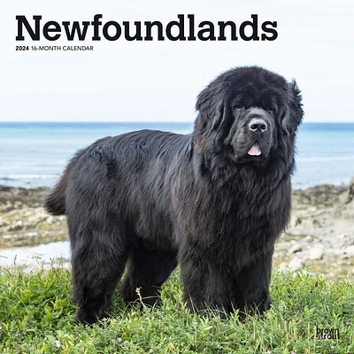 BrownTrout Newfoundlands 2024 12x24 Inch Square Wall Calendar, 9781975464295