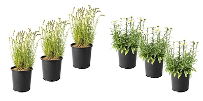 1 Gallon (3.8L) Sun Mix 6 Pack