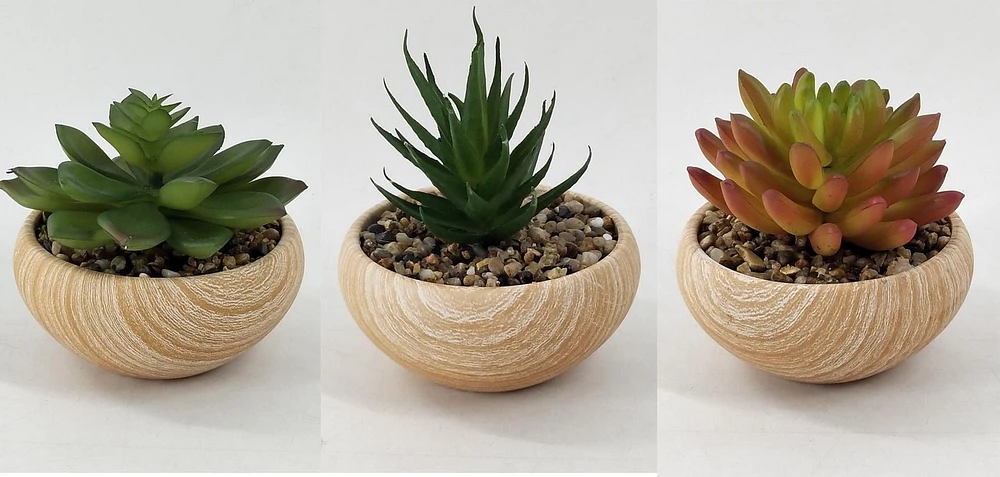 Ceramic pot with Succulents