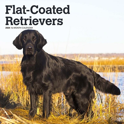 BrownTrout Flat-Coated Retrievers 2024 12x24 Inch Square Wall Calendar, 9781975467890