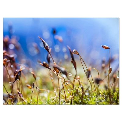 Design Art Fleurs De Printemps Été Moss Art Sur Toile