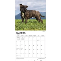 BrownTrout Staffordshire Bull Terriers 2024 12x24 Inch Square Wall Calendar, 9781975465193