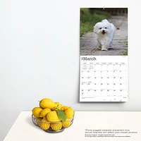 BrownTrout Maltese 2024 12x24 Inch Square Wall Calendar, 9781975463830