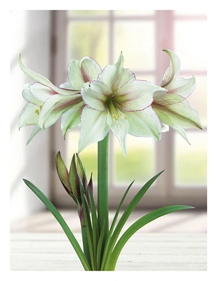 BULBES TASC AMARYLLIS MAGIE VERTE - 1 BULBE